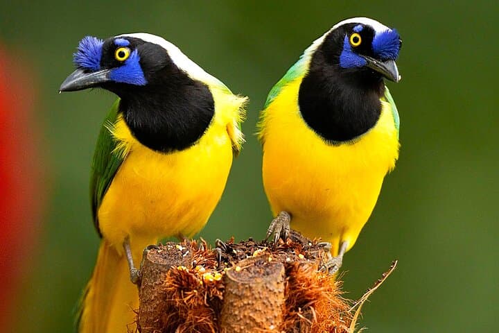 Birding the Cali River: Urban Birdwatching Tour in Cali, Colombia photo 2