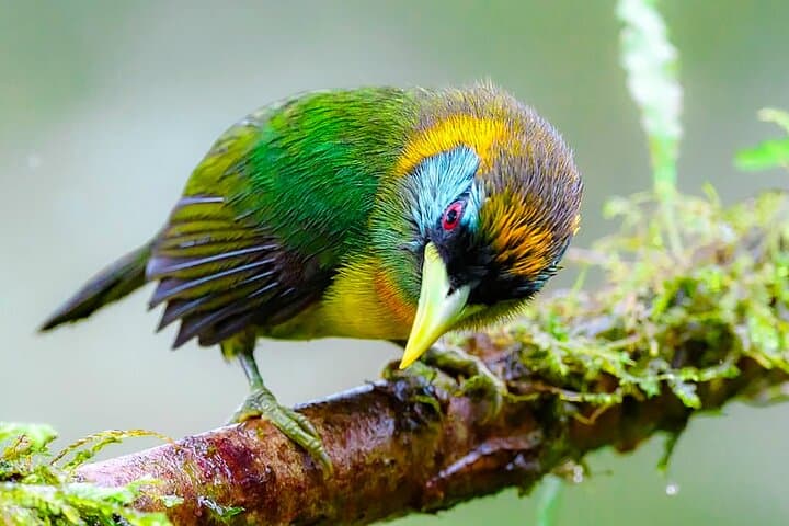 Birding the Cali River: Urban Birdwatching Tour in Cali, Colombia