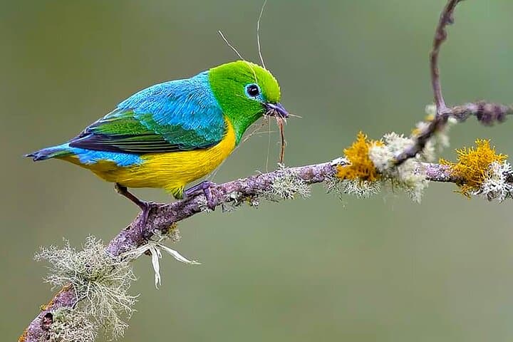 Birding the Cali River: Urban Birdwatching Tour in Cali, Colombia photo 3
