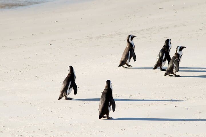 Cape Peninsula, Robben Island & Gold 7-Course Dinner — Ultimate Full-Day Cape Town Experience photo 3