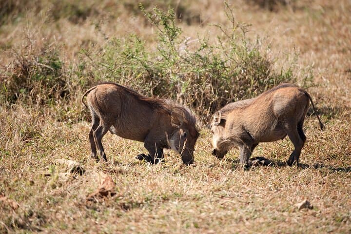 Full-Day Moremi Safari from Maun — Big Five & Xinii Lagoon Game Drive photo 4