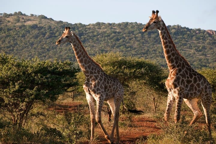 Full-Day Moremi Safari from Maun — Big Five & Xinii Lagoon Game Drive photo 5