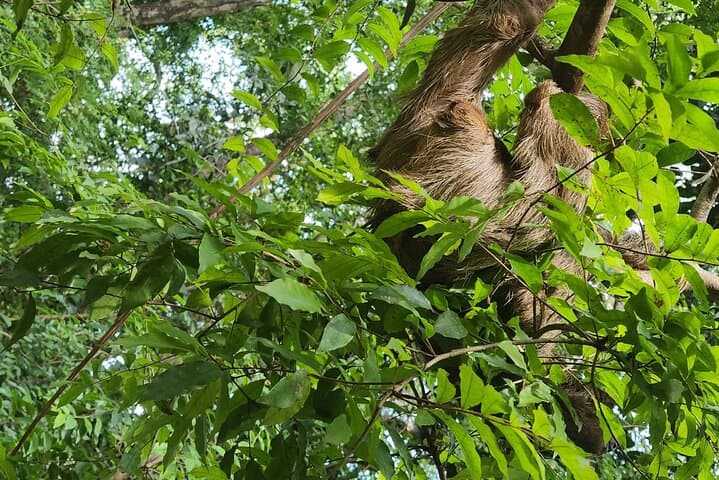 Roatán Monkey & Sloth Eco Park with West Bay Beach — Half-Day Family Tour photo 2