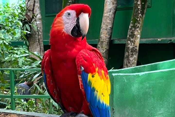 Roatán Monkey & Sloth Eco Park with West Bay Beach — Half-Day Family Tour photo 3