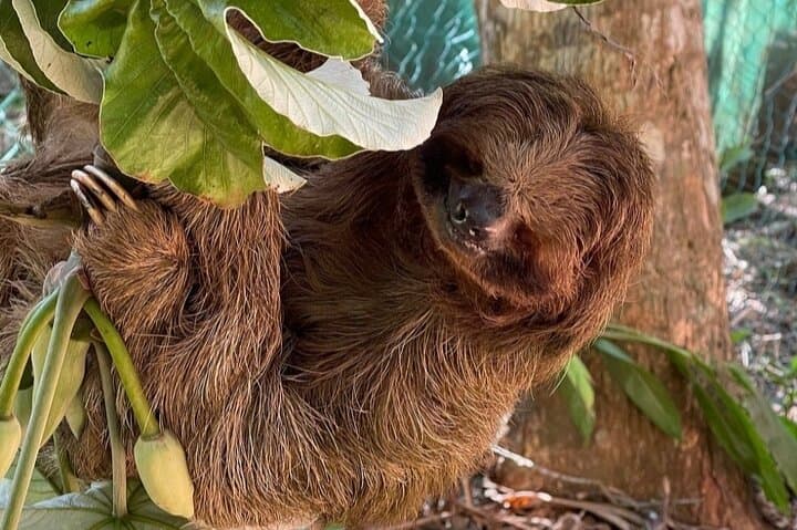 Roatán Monkey & Sloth Eco Park with West Bay Beach — Half-Day Family Tour photo 4