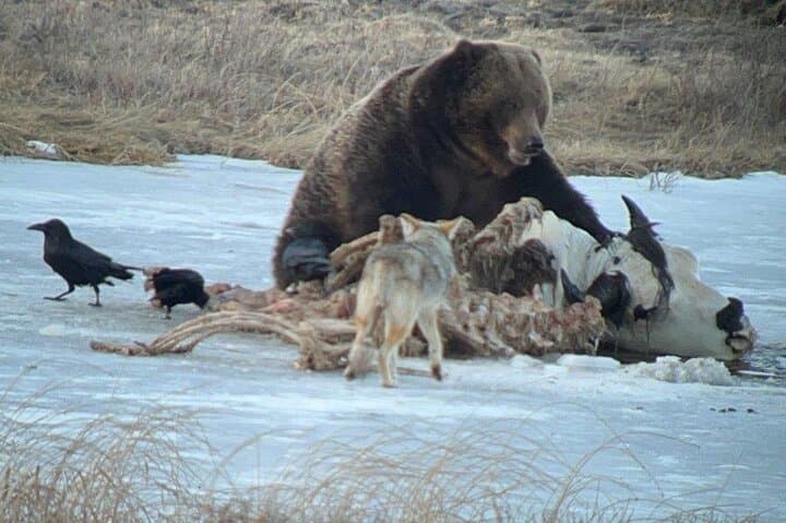 Yellowstone Winter Wildlife & Snowshoeing VIP Experience in Lamar Valley
