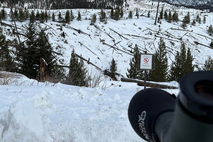 Yellowstone Winter Wildlife & Snowshoeing VIP Experience in Lamar Valley photo 2
