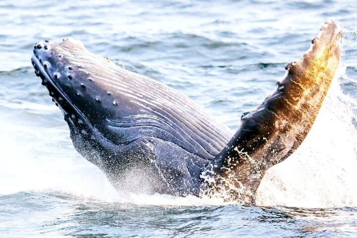 BYOB Sunset Whale Watching Cruise at Kewalo Basin — Oahu Humpback Experience