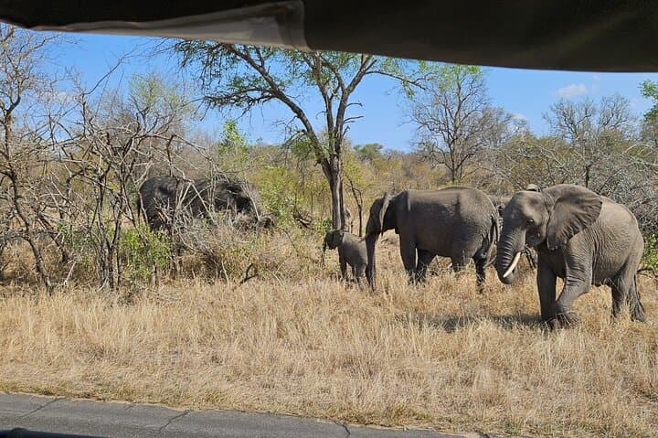 Aquila Private Game Reserve Safari from Cape Town — Big Five Day Trip