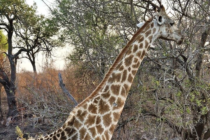 Aquila Private Game Reserve Safari from Cape Town — Big Five Day Trip photo 2