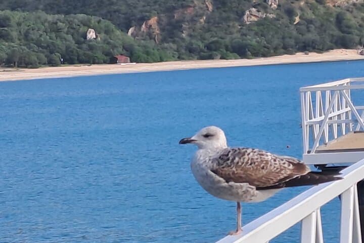 Arrábida Coastal Drive and Moscatel Tasting: Setúbal Day Tour photo 4