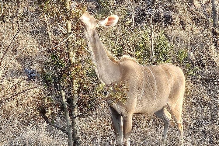 Aquila Private Game Reserve Safari from Cape Town — Big Five Day Trip photo 3