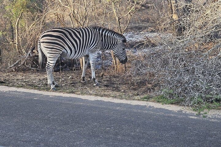 Aquila Private Game Reserve Safari from Cape Town — Big Five Day Trip photo 4