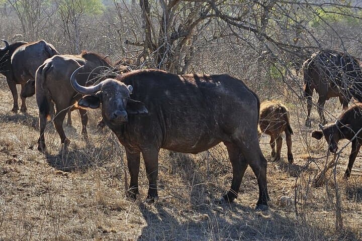 Aquila Private Game Reserve Safari from Cape Town — Big Five Day Trip photo 5