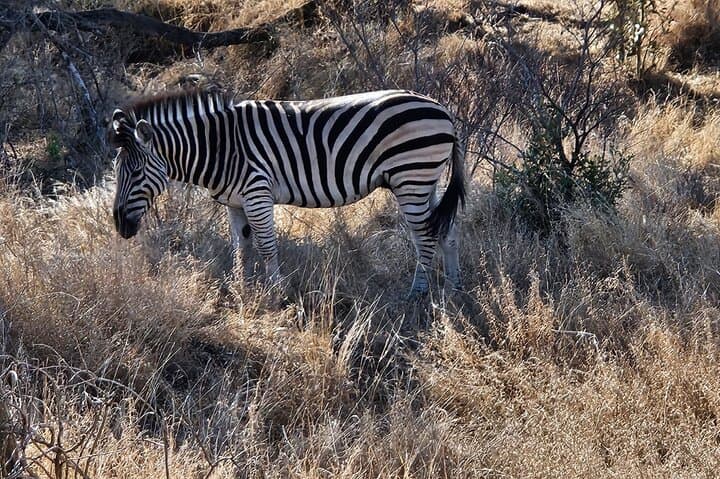 Aquila Private Game Reserve Safari from Cape Town — Big Five Day Trip photo 6