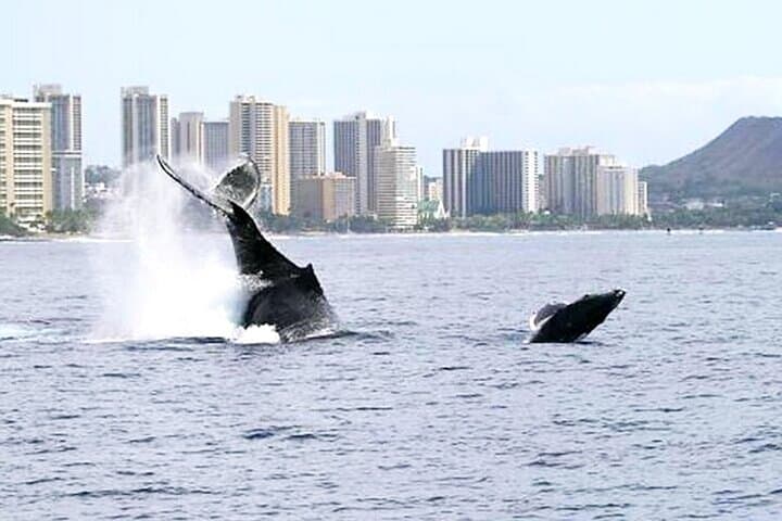 BYOB Sunset Whale Watching Cruise at Kewalo Basin — Oahu Humpback Experience photo 3