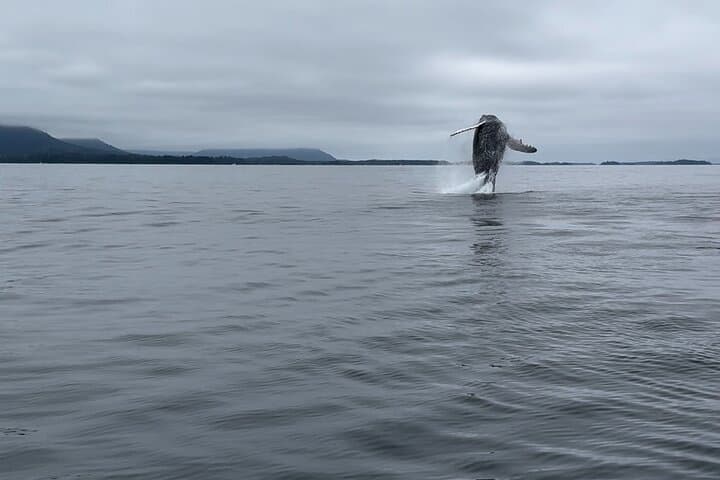 Private Sitka Whale & Wildlife Watching Cruise for Small Groups