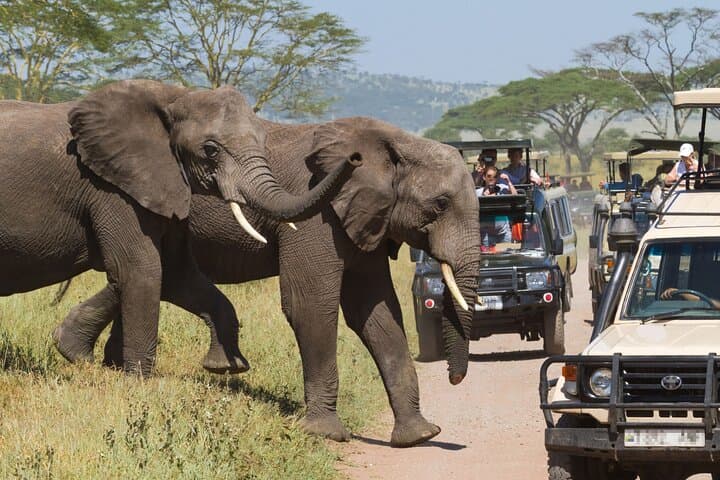 3-Day Maasai Mara Safari: Big Five Game Drives & Tented Camp Experience