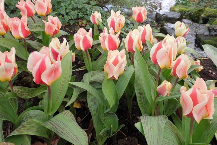 Keukenhof and Delft Day Tour from Amsterdam — Tulip Fields & Delftware photo 6