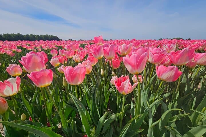 Keukenhof and Delft Day Tour from Amsterdam — Tulip Fields & Delftware photo 4