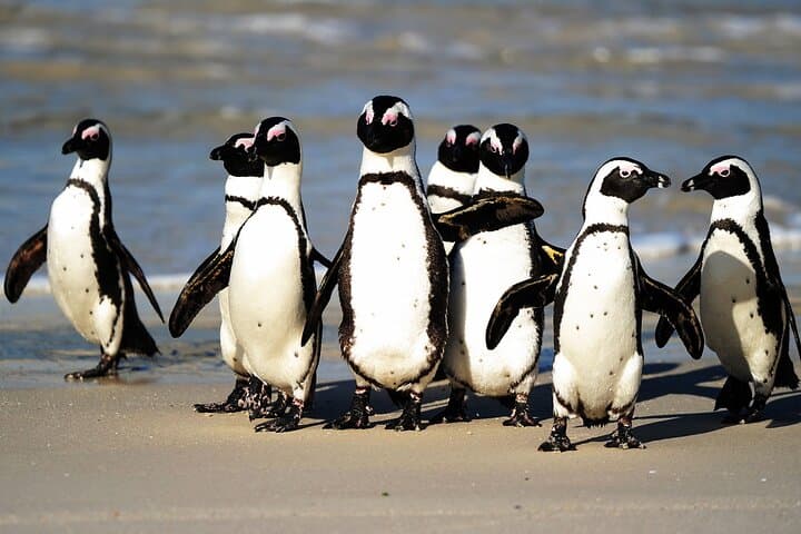 Table Mountain & Boulders Beach Penguins — Private Cape Town Day Tour