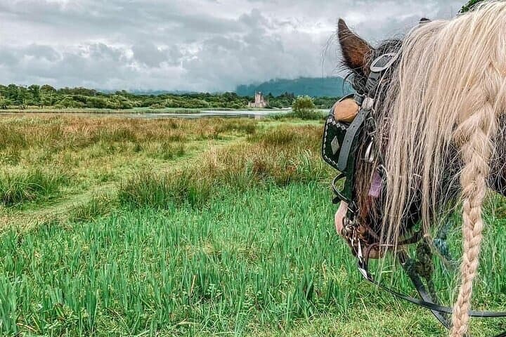 Exploring Killarney National Park by Jaunting Car: A Scenic One-Hour Ride photo 5