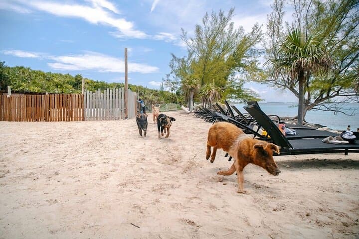 Swimming Pigs of Rose Island: Nassau Beach Day with Snorkel & Water Toys photo 5