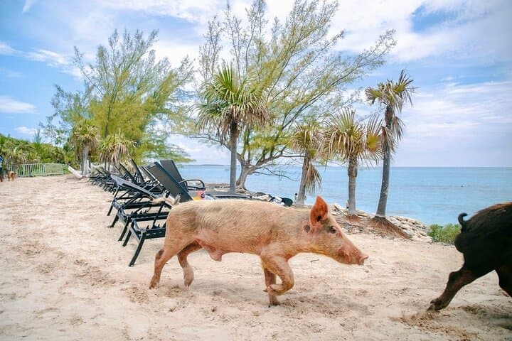 Swimming Pigs of Rose Island: Nassau Beach Day with Snorkel & Water Toys photo 3
