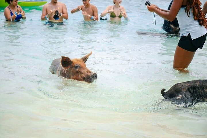 Swimming Pigs of Rose Island: Nassau Beach Day with Snorkel & Water Toys photo 2