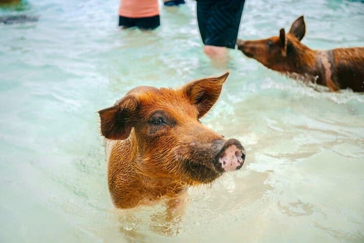 Swimming Pigs of Rose Island: Nassau Beach Day with Snorkel & Water Toys photo 6