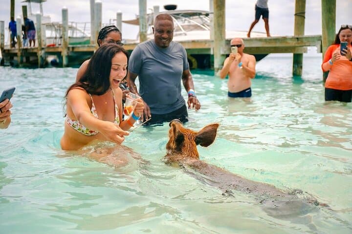 Fast Track Swimming Pigs Encounter — Rose Island Express from Nassau photo 5
