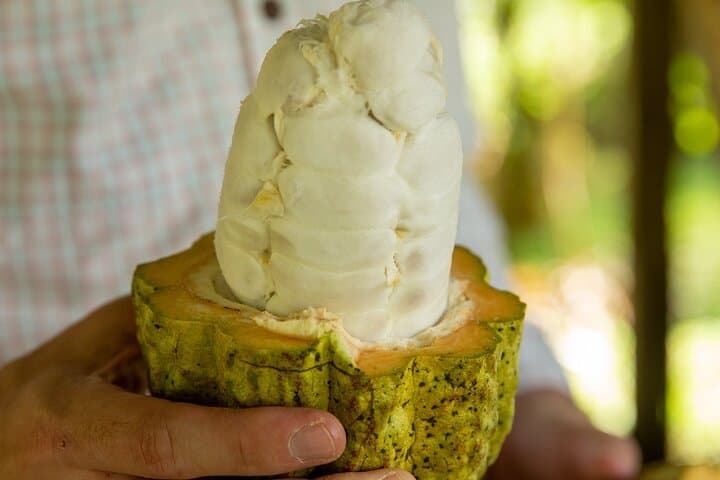 Villa Vanilla Spice Tour in Manuel Antonio: Hands-On Vanilla, Cinnamon & Rainforest Views photo 2