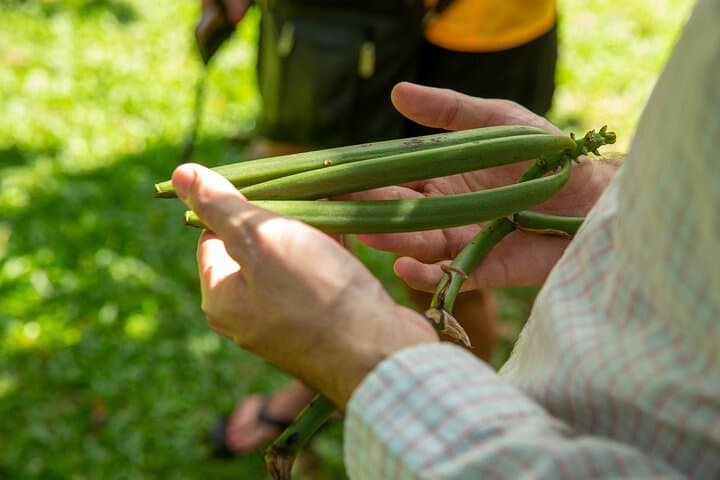 Villa Vanilla Spice Tour in Manuel Antonio: Hands-On Vanilla, Cinnamon & Rainforest Views photo 3