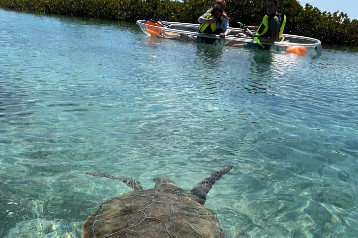 Clear Kayak Eco Tour in Providenciales — Paddle Mangroves & See Turtles photo 1