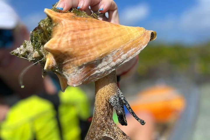 Clear Kayak Eco Tour in Providenciales — Paddle Mangroves & See Turtles photo 3