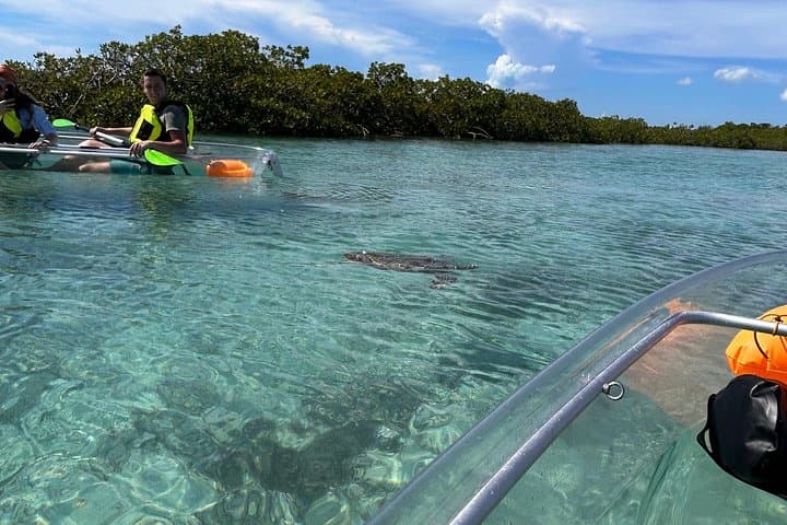 Clear Kayak Eco Tour in Providenciales — Paddle Mangroves & See Turtles photo 4