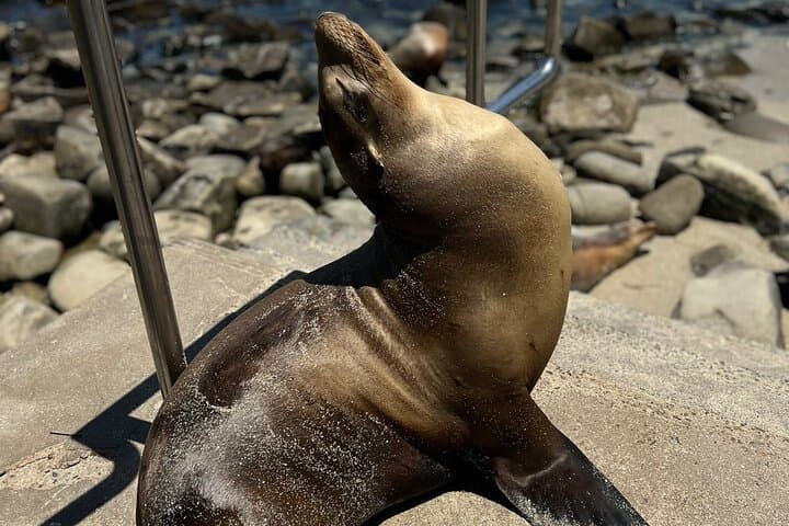 Explore La Jolla Village: A Guided Historic Coastal Walking Tour photo 4
