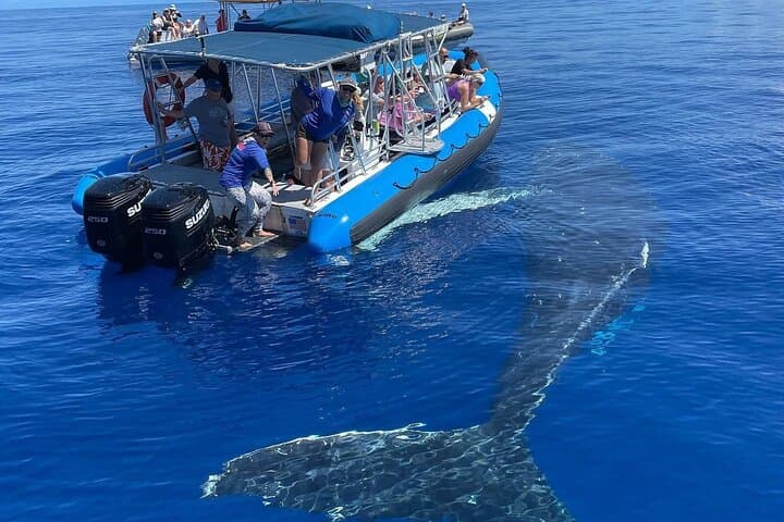 Eye-Level Whale and Dolphin Raft Tour — Lahaina Eco-Rafting photo 2