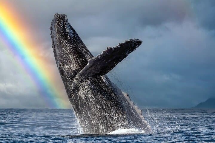 1.5-Hour Whale Watching Cruise from Kewalo Basin — Humpback Safari Off Oahu