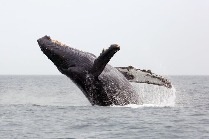 1.5-Hour Whale Watching Cruise from Kewalo Basin — Humpback Safari Off Oahu photo 2