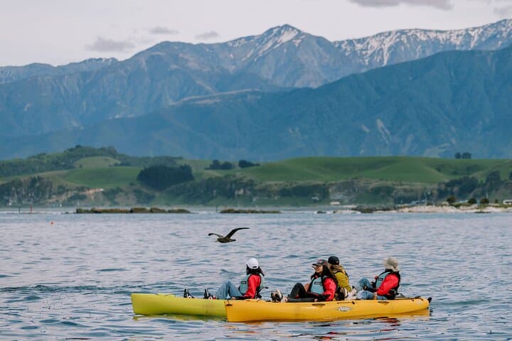 Paddle with Seals: Private Kayak & Wildlife Tour Kaikoura