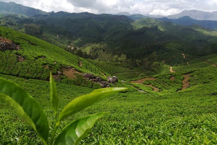 Munnar Two-Day Tea-Hill Trek & Waterfalls from Kochi photo 4