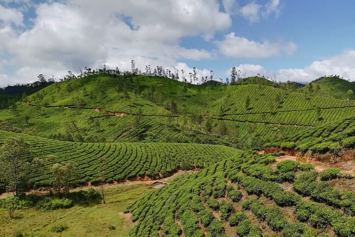 Munnar Two-Day Tea-Hill Trek & Waterfalls from Kochi photo 6