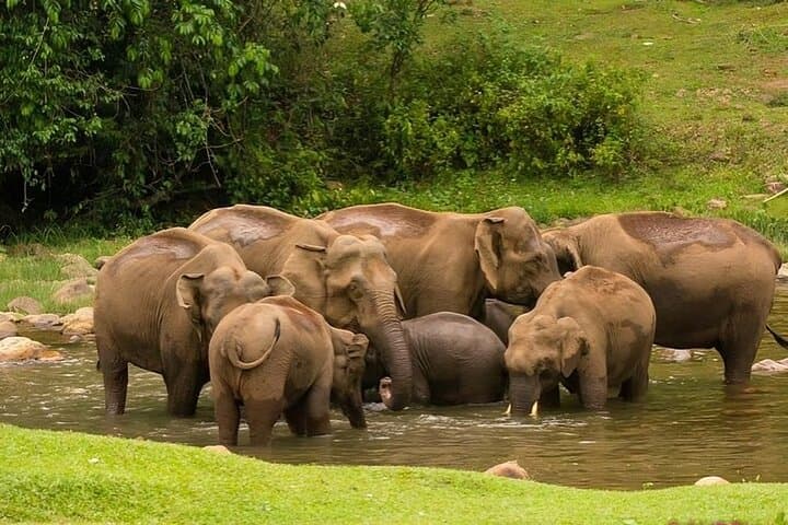 Anakulam Jeep Safari: Wild Elephant Encounters & Waterfalls Near Munnar