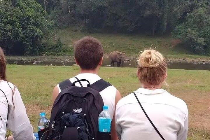 Anakulam Jeep Safari: Wild Elephant Encounters & Waterfalls Near Munnar photo 2