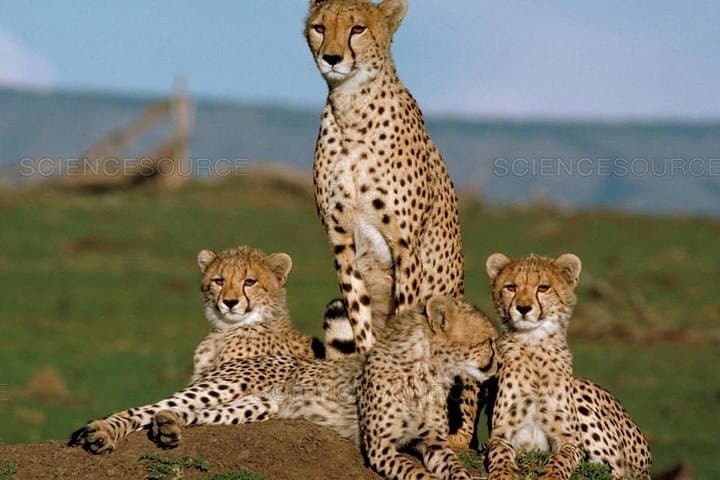 3-Day Maasai Mara Safari: Big Five Game Drives & Lodge Stay photo 4