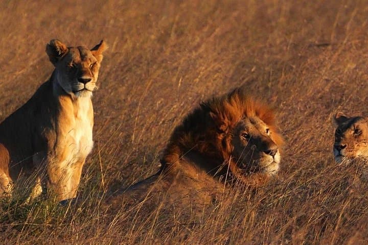 3-Day Maasai Mara Safari: Big Five Game Drives & Lodge Stay photo 5