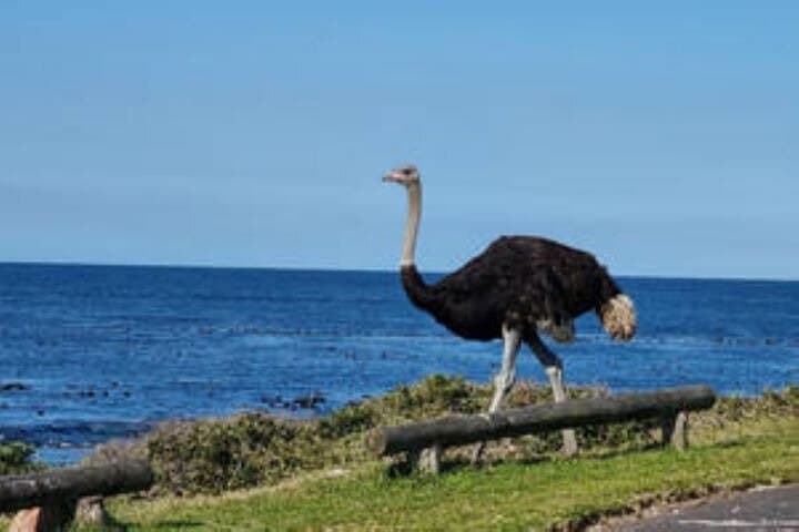 Cape Peninsula Private Scenic Tour: Table Mountain, Chapman's Peak & Boulders Penguins photo 2