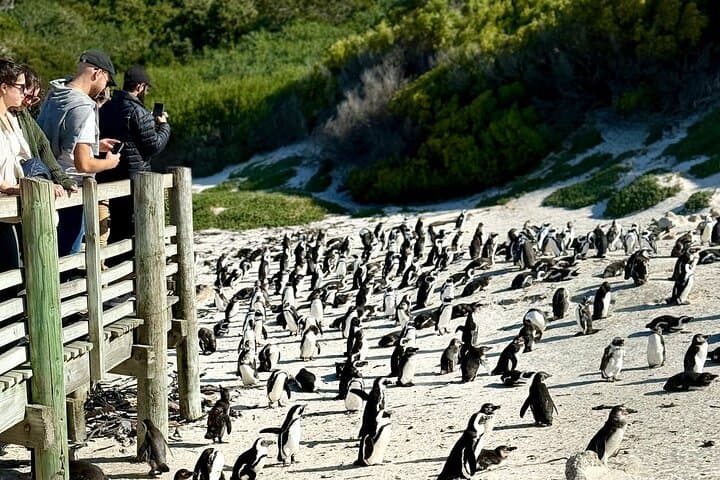 Full-Day Cape Peninsula Private Tour: Cape Point, Boulders & Chapman's Peak photo 3