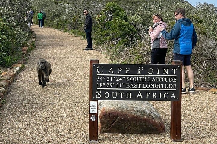 Full-Day Cape Peninsula Private Tour: Cape Point, Boulders & Chapman's Peak